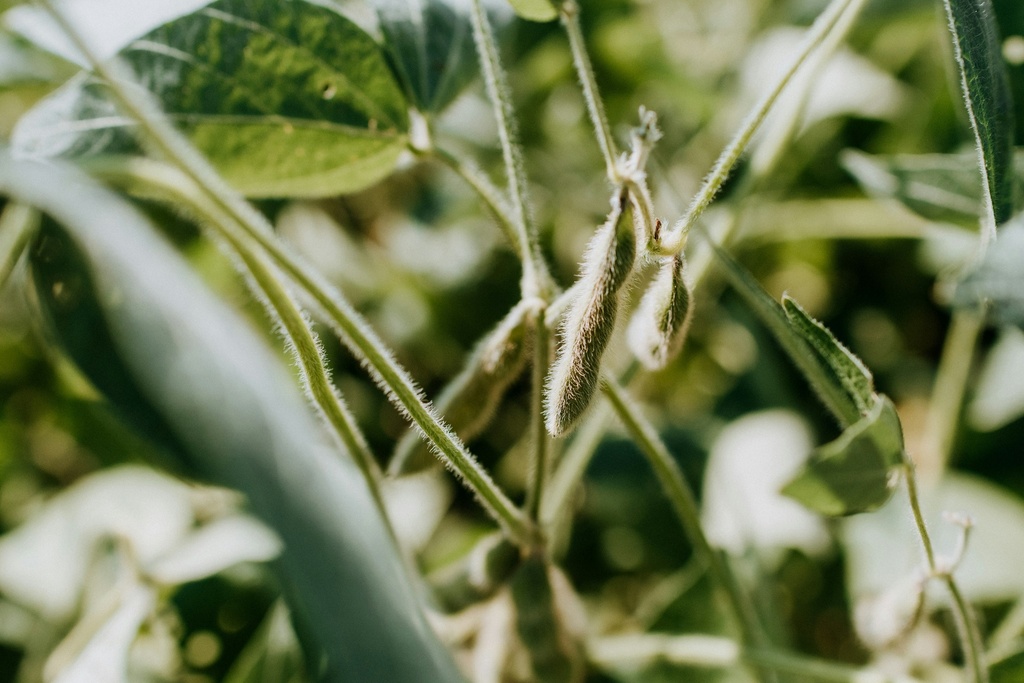 Soya Huasteca