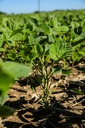 Soya Huasteca