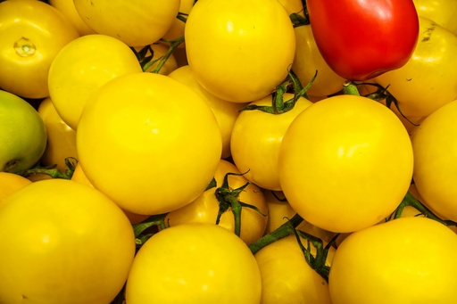 Jitomate Citlali amarillo