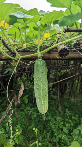 Pepino Criollo