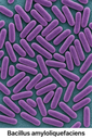 Amiloguard® (B. amyloliquefaciens) 800 gr