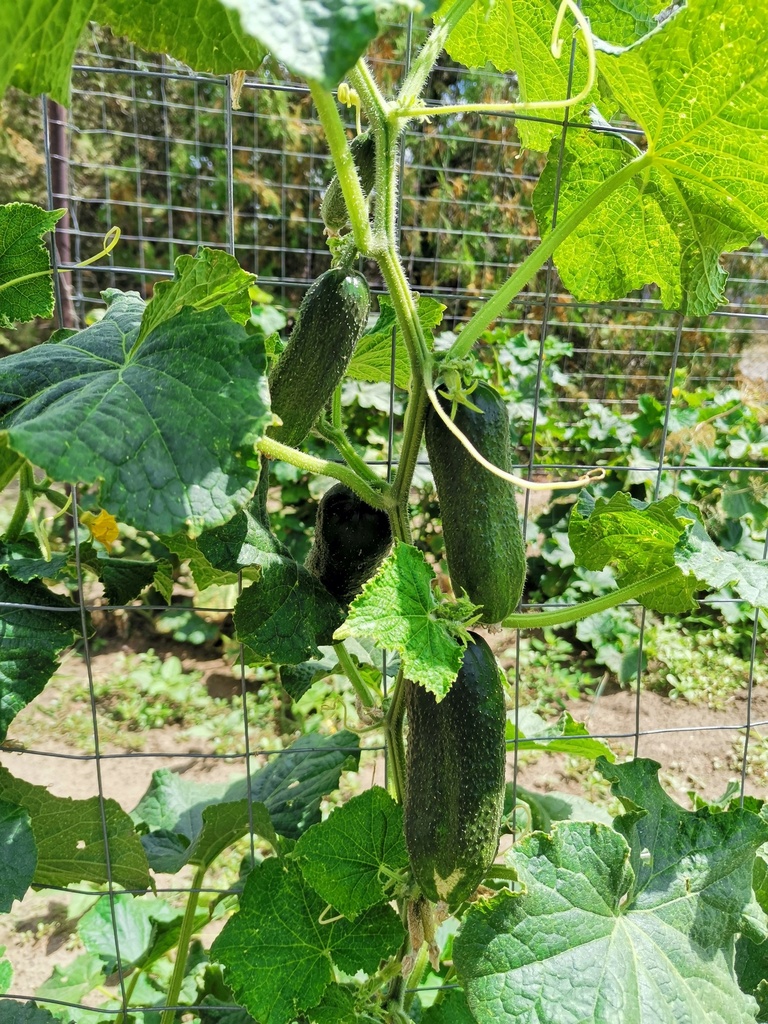 Pepino Criollo