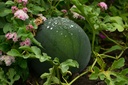 Sandia Montaña