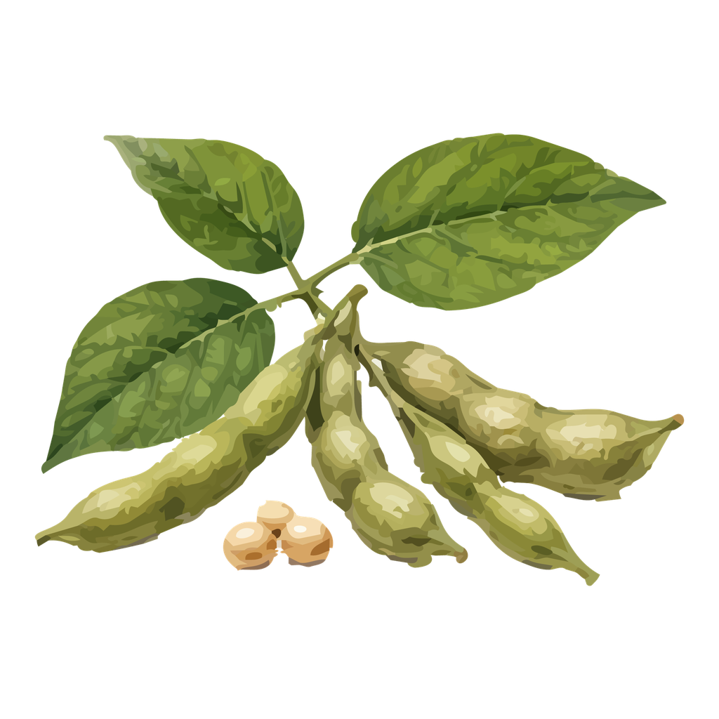 Soya Huasteca