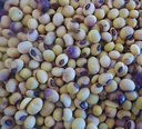 Soya Huasteca
