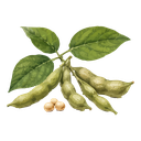 Soya Huasteca