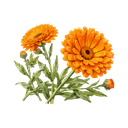 Calendula