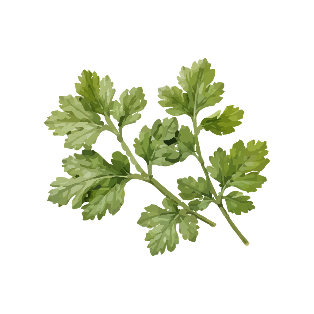 Cilantro