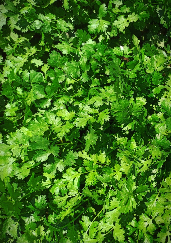 Cilantro