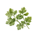 Cilantro