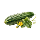 Pepino Criollo