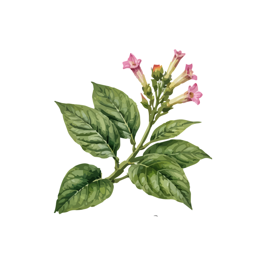 Tabaco