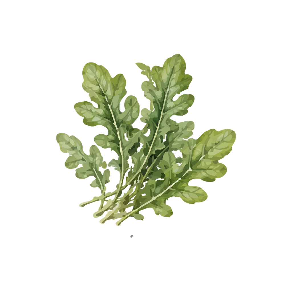 Arúgula