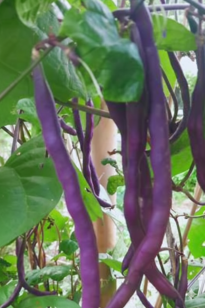 Chicharo morado