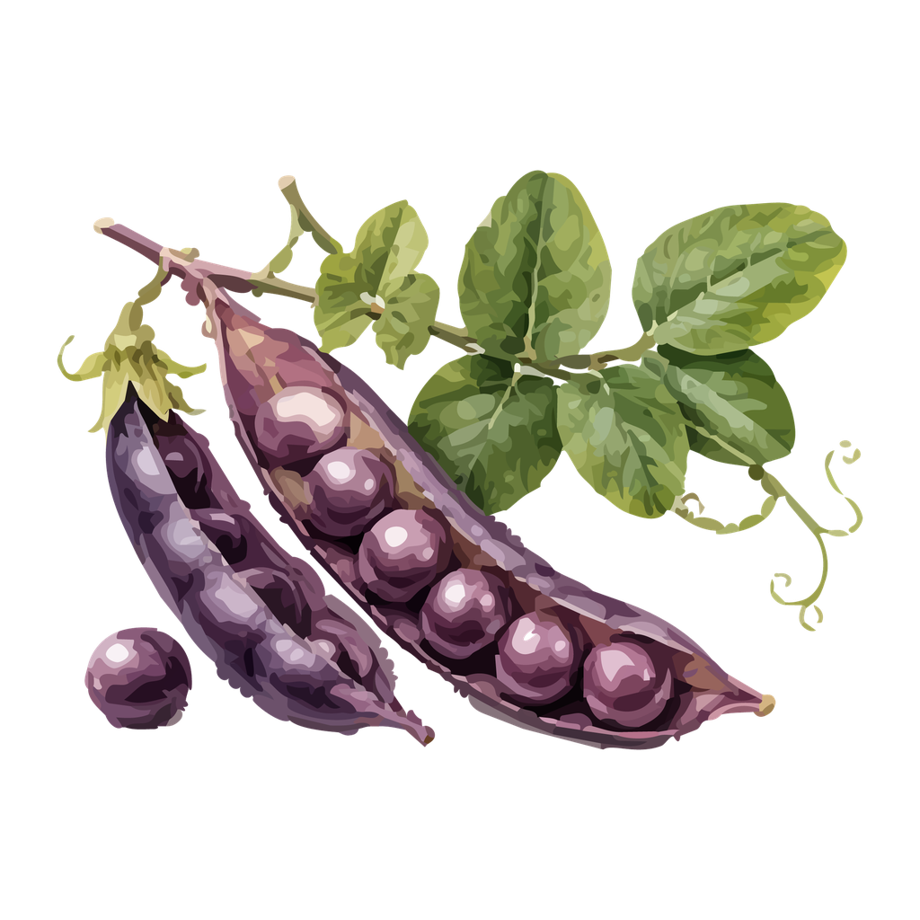Chicharo morado