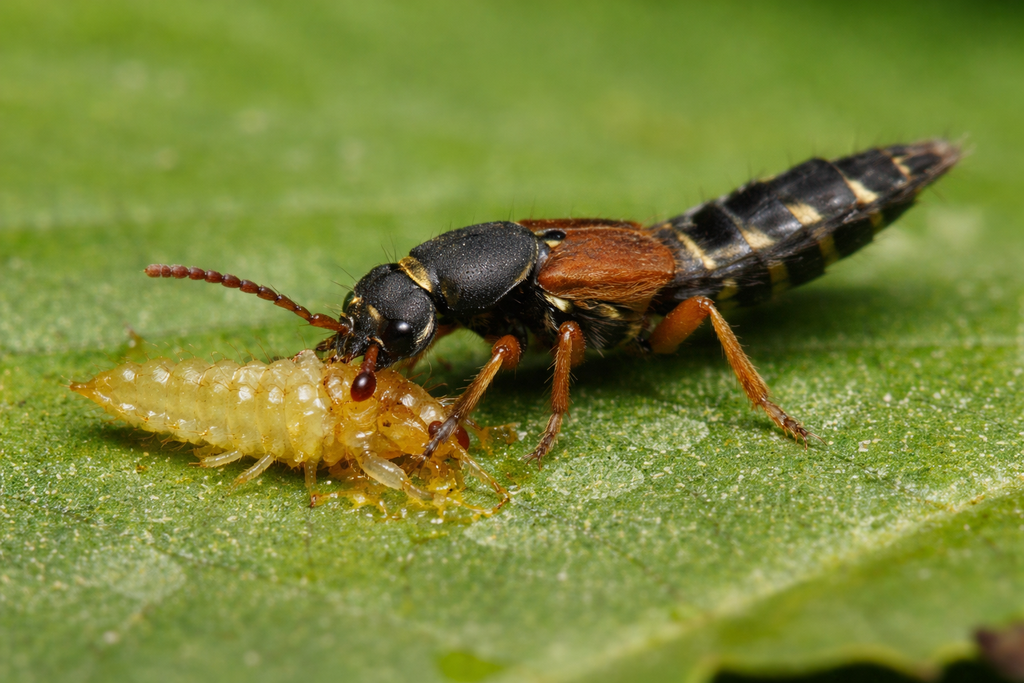 Bio-Organik ATHETA (Dalotia coriaria) 1000 ind