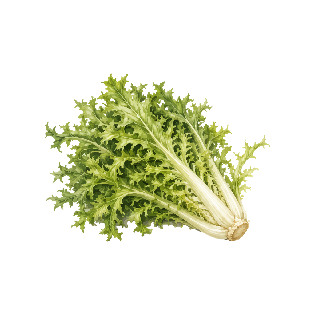 Lechuga escarola corneta