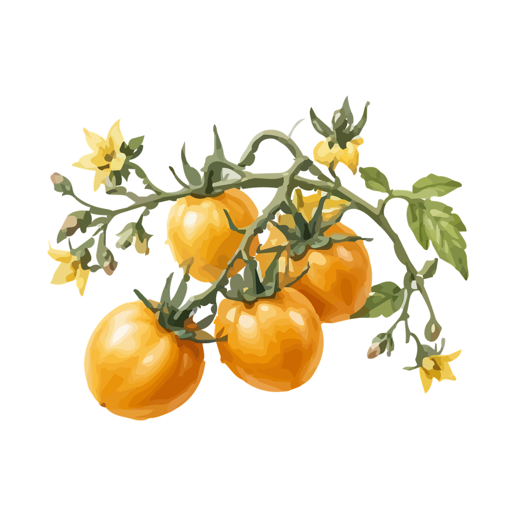 Jitomate Citlali amarillo