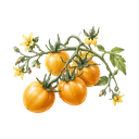 Jitomate Citlali amarillo
