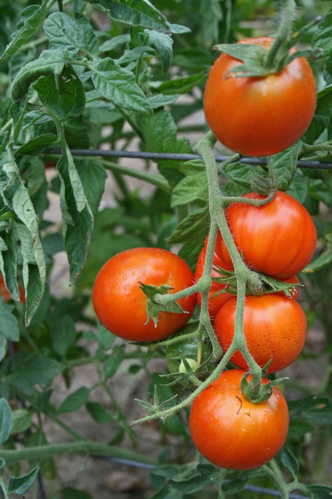 Jitomate Citlali Rojo