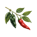 Chile criollo