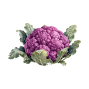 Coliflor morada