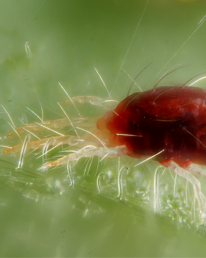 Bio-Organik Persimillis 10,000 ind