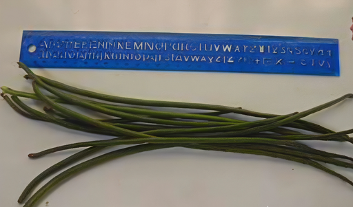 [7020016] Ejote Cubano