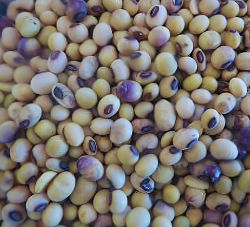 [7020017] Soya Huasteca