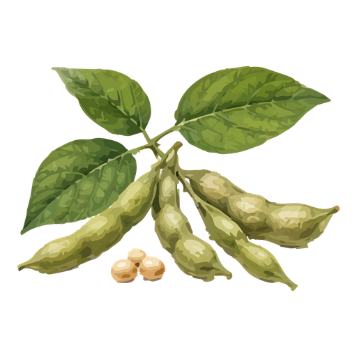 [7020017] Soya Huasteca