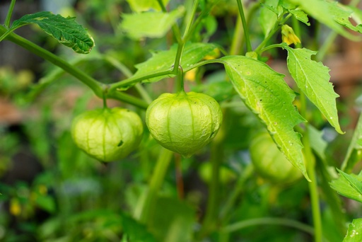 [7020012] Tomate Cascara