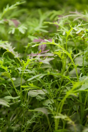 [7020004] Mostaza Morada