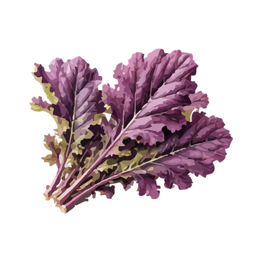[7020004] Mostaza Morada